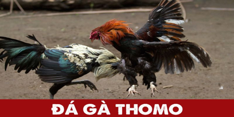 Đá gà thomo c3 - Tổng quan