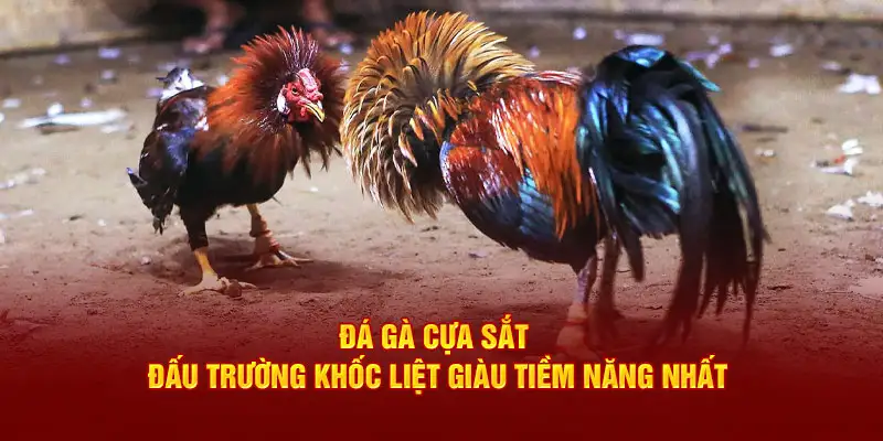 Đá gà cựa sắt - Chiến thuật đá gà siêu đỉnh dễ ăn tiền nhất