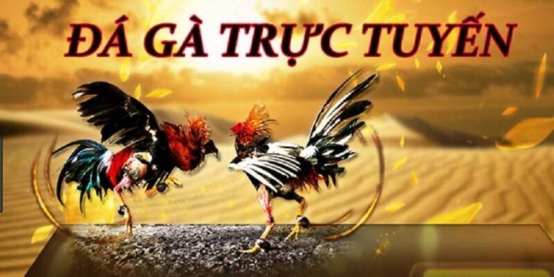 Đá gà trực tuyến tại nhà cái